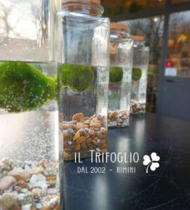 Marimo a Rimini
