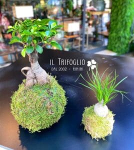 Piante Kokedama Rimini 1