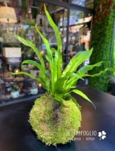 Piante Kokedama Rimini 2