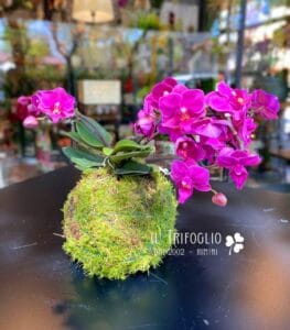 Piante Kokedama Rimini 3