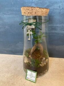 Terrarium vendita Rimini 1