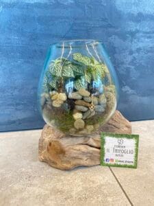 Terrarium vendita Rimini 6