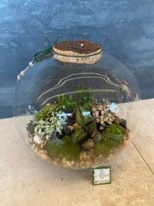 Terrarium vendita Rimini 7