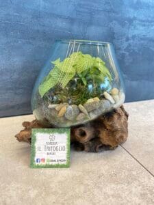Terrarium vendita Rimini 8
